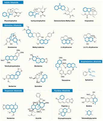 Harnessing the power of natural alkaloids: the emergent role in epilepsy therapy